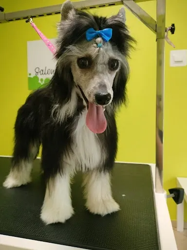 Fryzjer dla psów i kotów Łódź - Salon Psiękności - strzyżenie, pielęgnacja, psi fryzjer