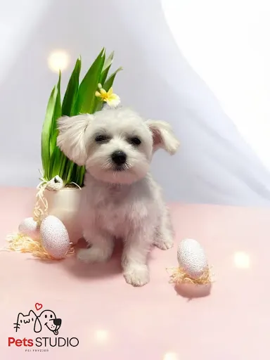 Pet Studio Psi Fryzjer